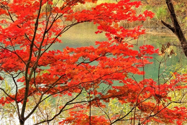 五色沼の紅葉（るり沼）