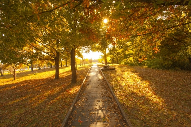 森林公園の紅葉