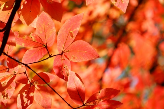 紅葉イメージ