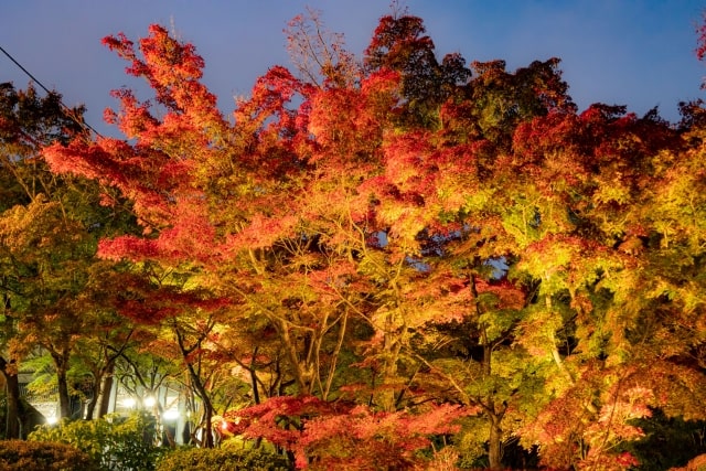筑波山ケーブルカー山麓駅付近の紅葉