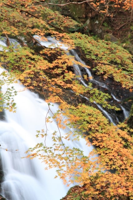 花園渓谷の紅葉