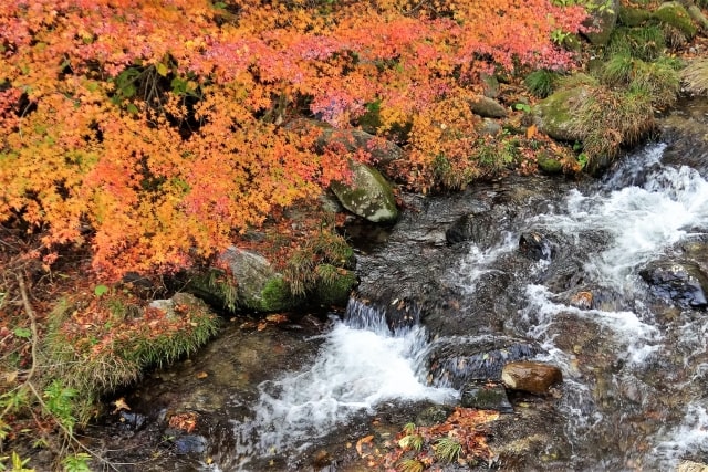花園渓谷の紅葉