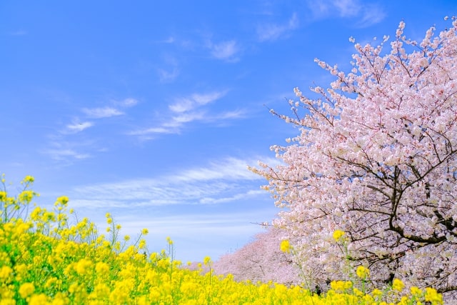 熊谷桜堤の桜の画像
